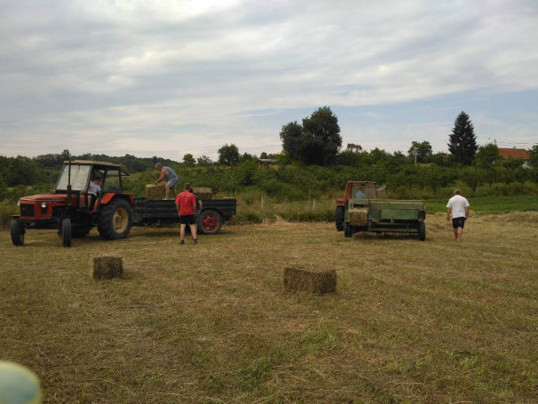 opg-boricka-marija-boric