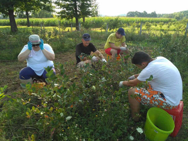 opg-boricka-marija-boric