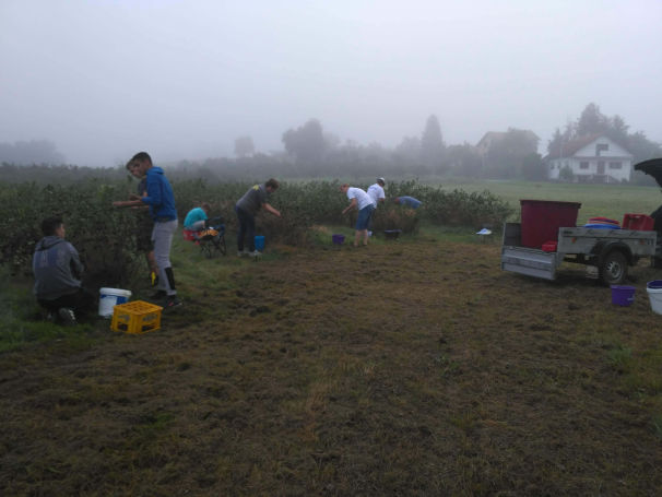 opg-boricka-marija-boric